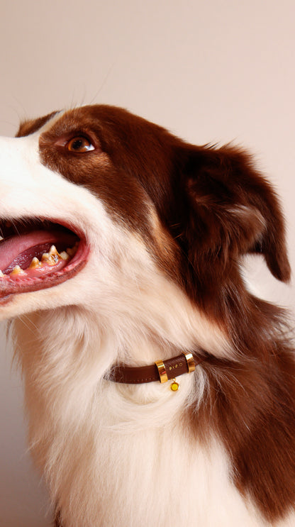 COLAR PET